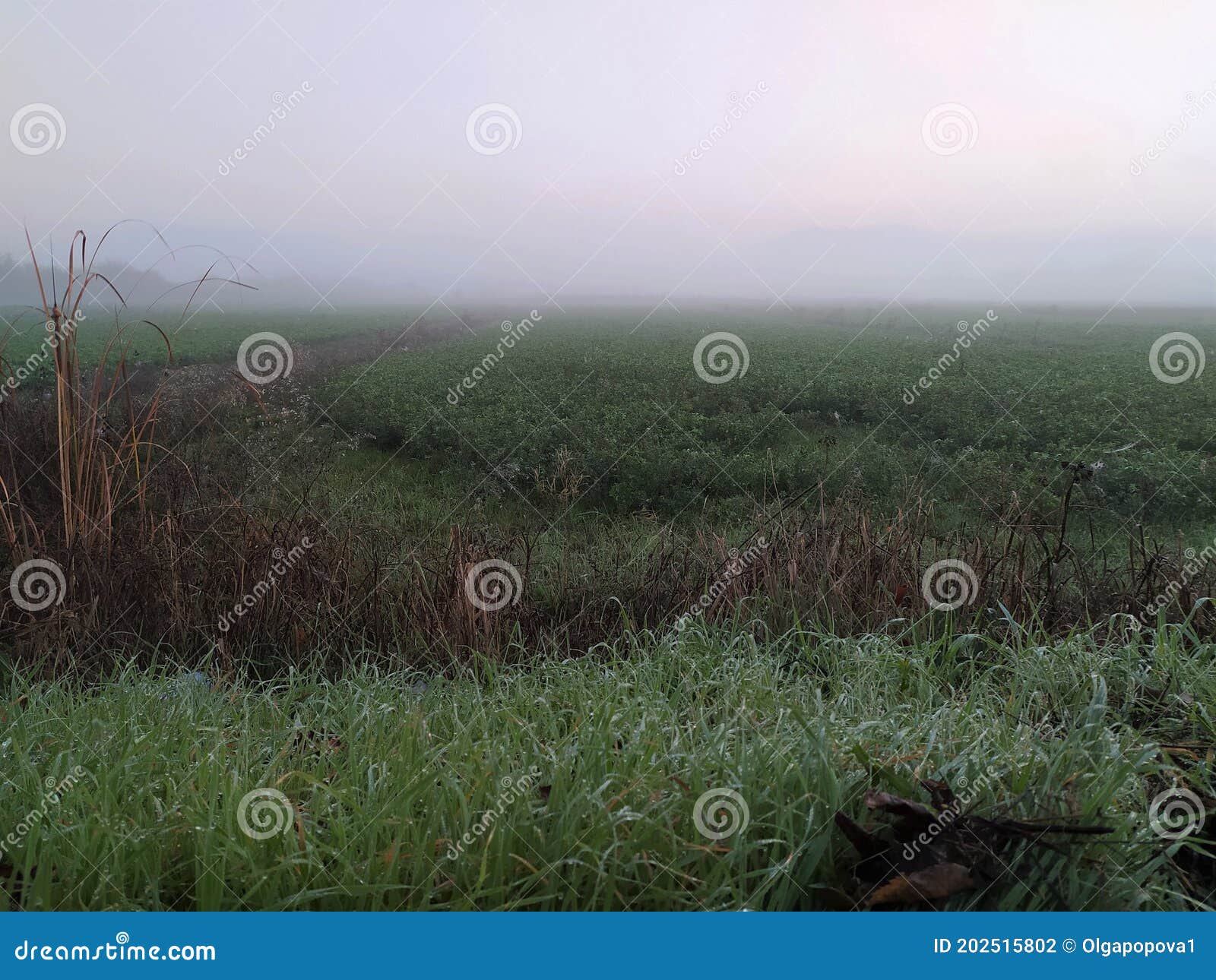 agricultura field in autumn, fog in the field, view.