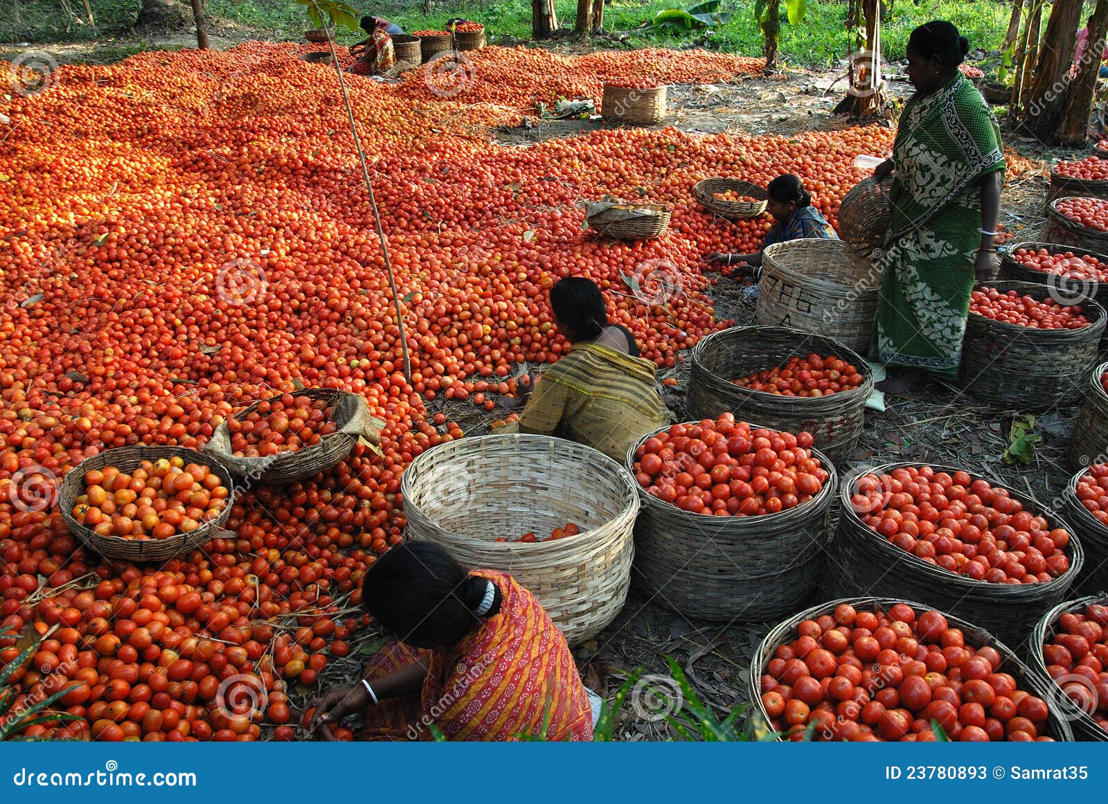 Agricultura indiana foto de stock editorial. Imagem de governo 23780893