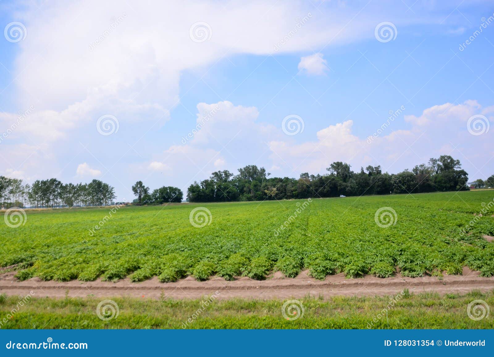 Agricultural Disaster, Field of Flooded Crops Stock Photo Image of