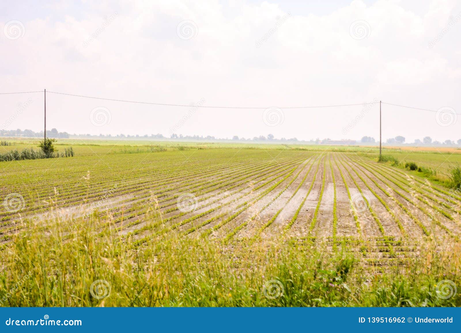 Agricultural Disaster, Field of Flooded Crops Stock Photo Image of
