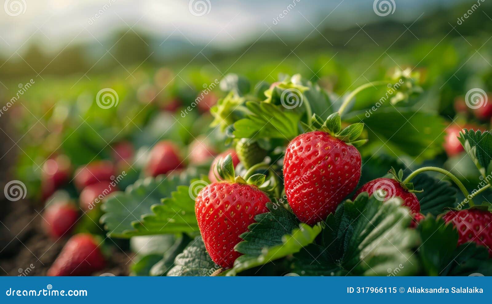 agricultural farming, a farmer diligently looking after rows of strawberry plants in a scenic strawberry field, ensuring