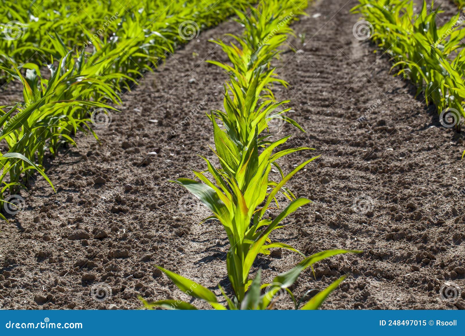Agricultural Field with Corn in Soil and Mud Stock Image Image of