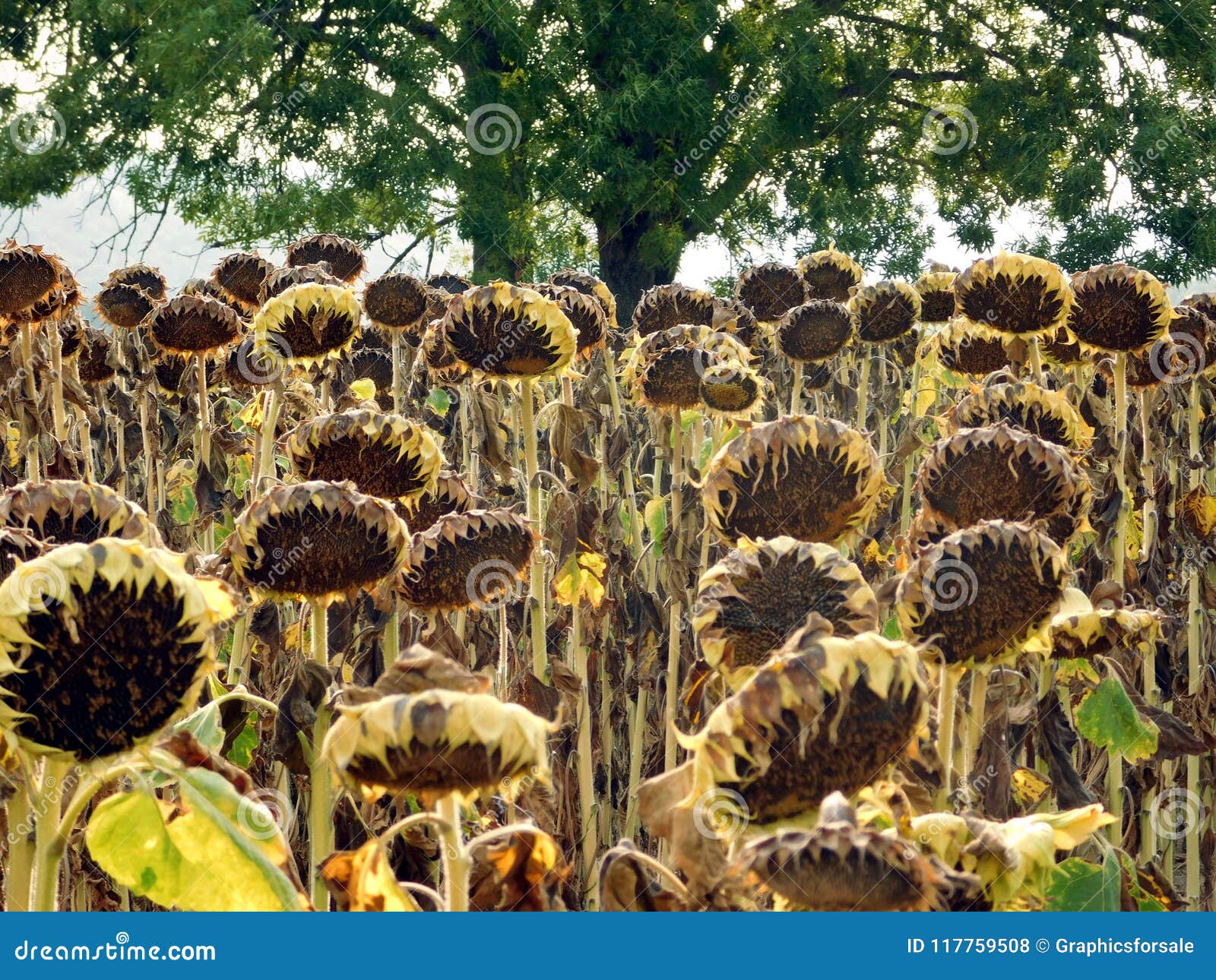 Agricultural Field of Dry Ripe Sunflowers Ready for Harvest Stock Photo ...
