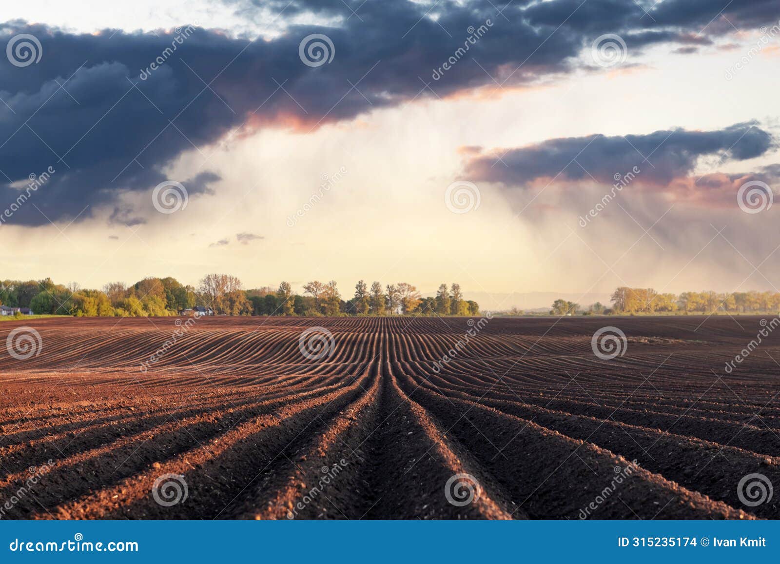 agricultural field with even rows and watering rainy clouds