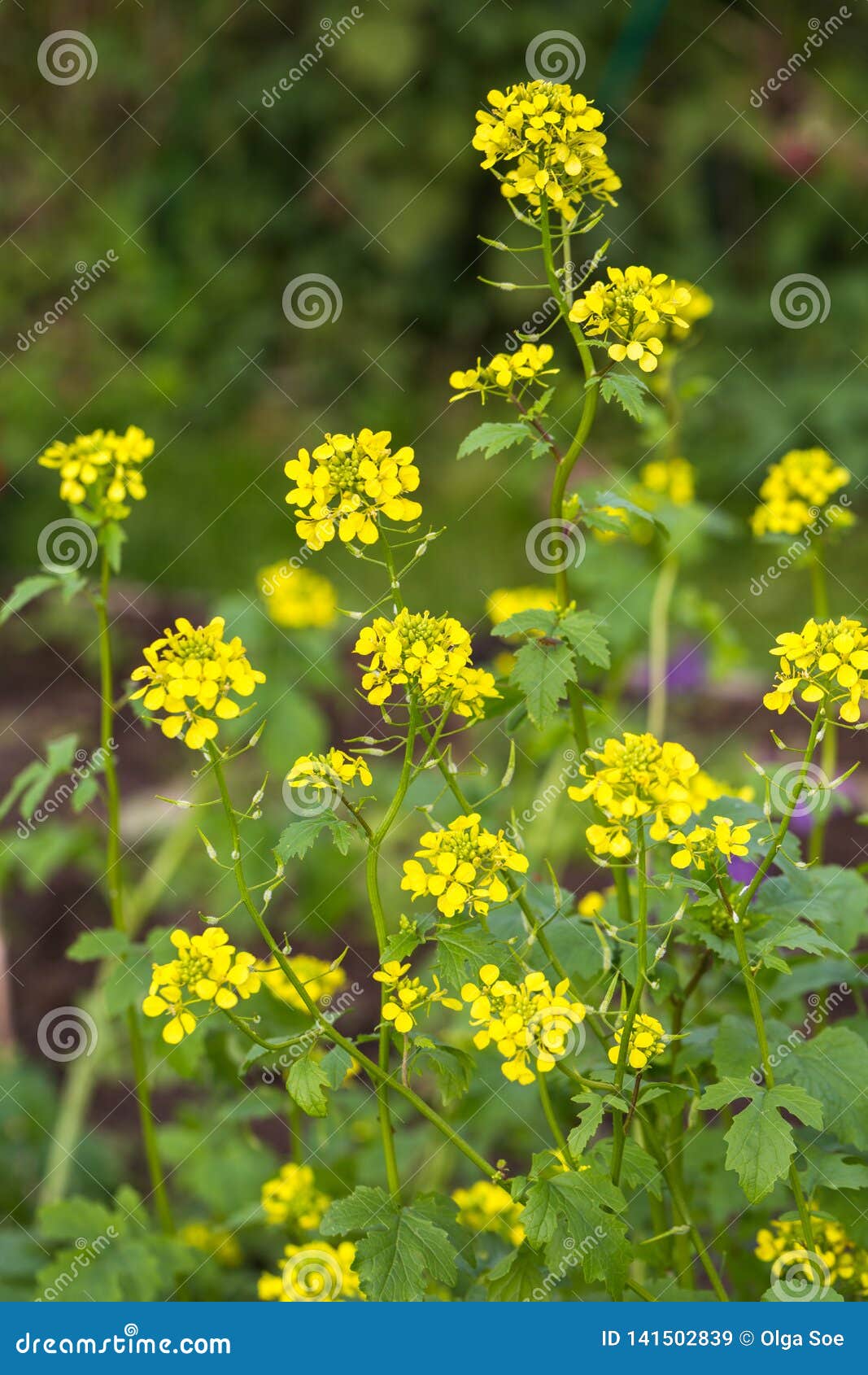 Agricultural Field and Mustard Flowers Stock Image Image of brassica