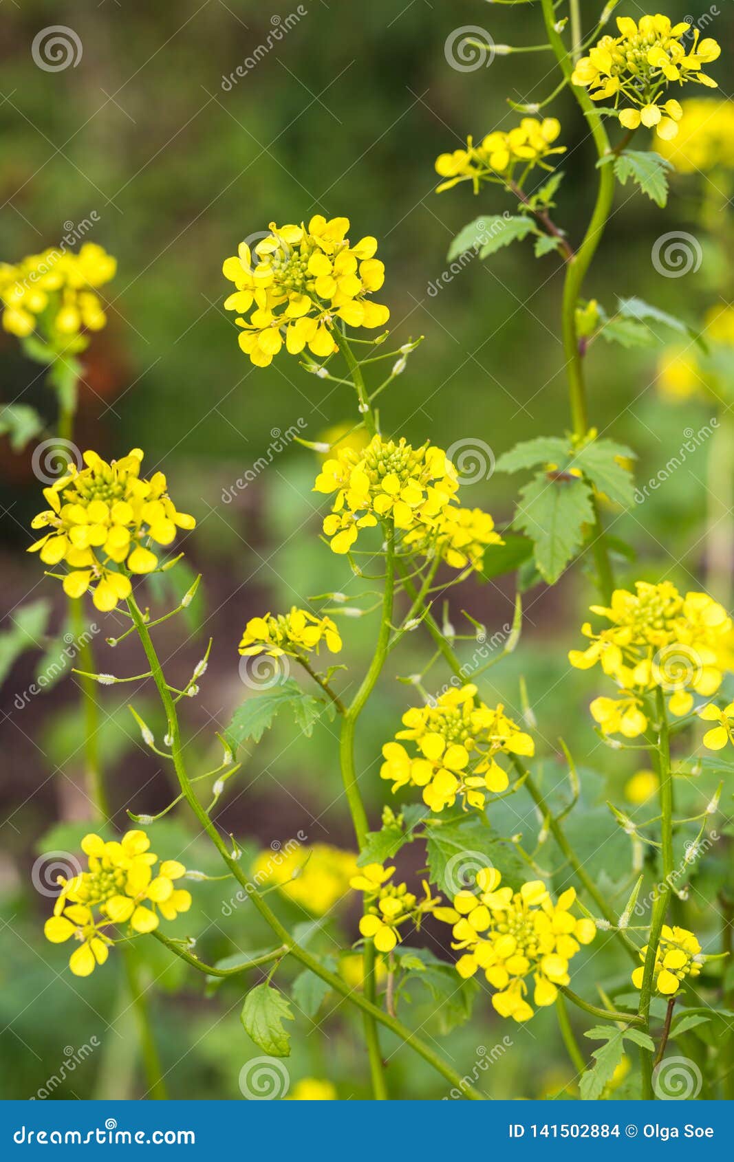 Agricultural Field and Mustard Flowers Stock Photo Image of blossom