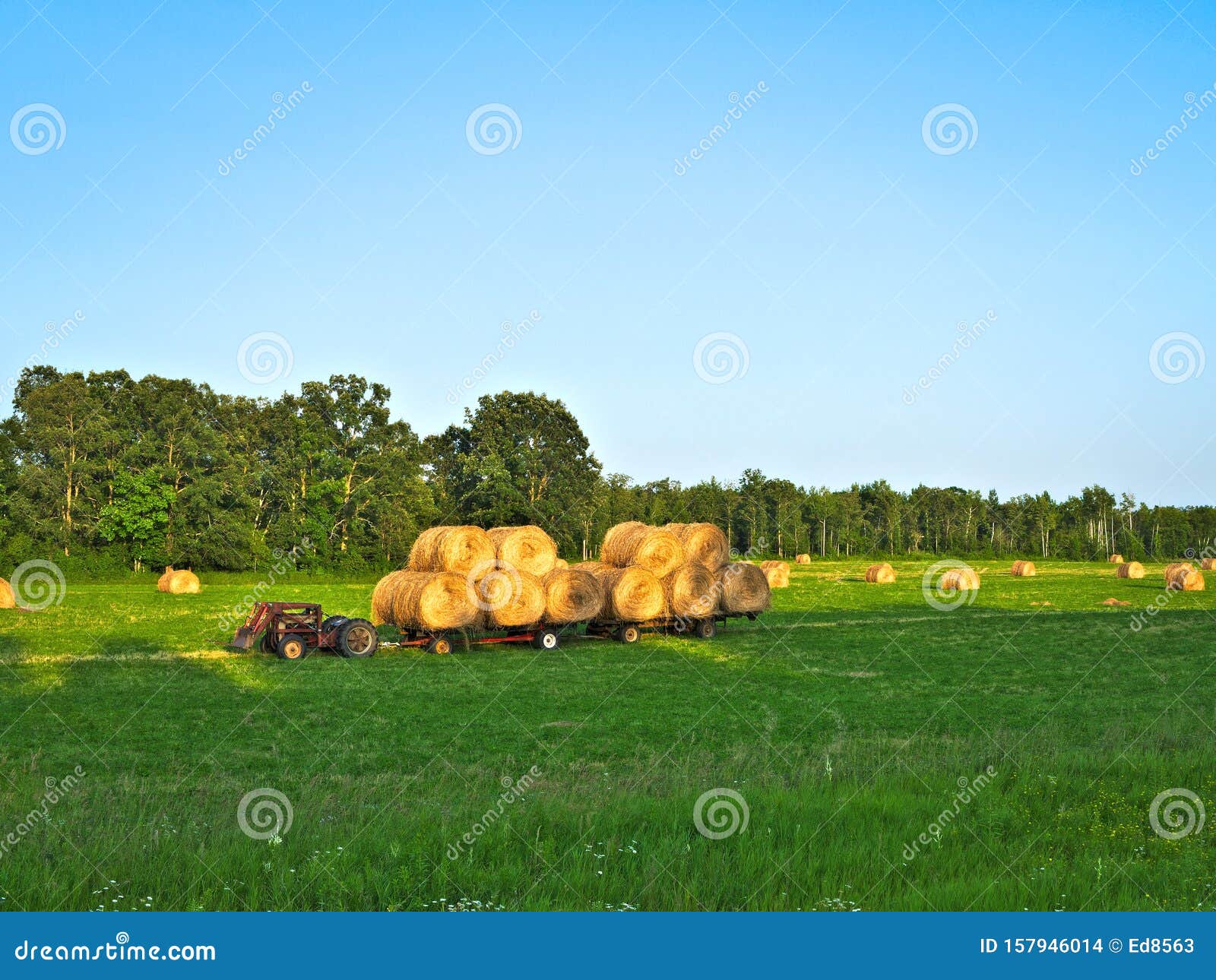 Agricultural Field with Round Bales of Hay To Feed Cattle in Winter