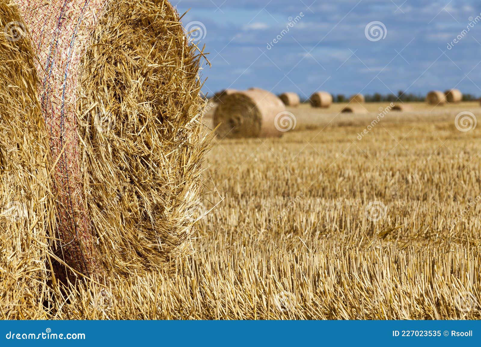 Agricultural Field with Stacks of Rye Straw Stock Image Image of