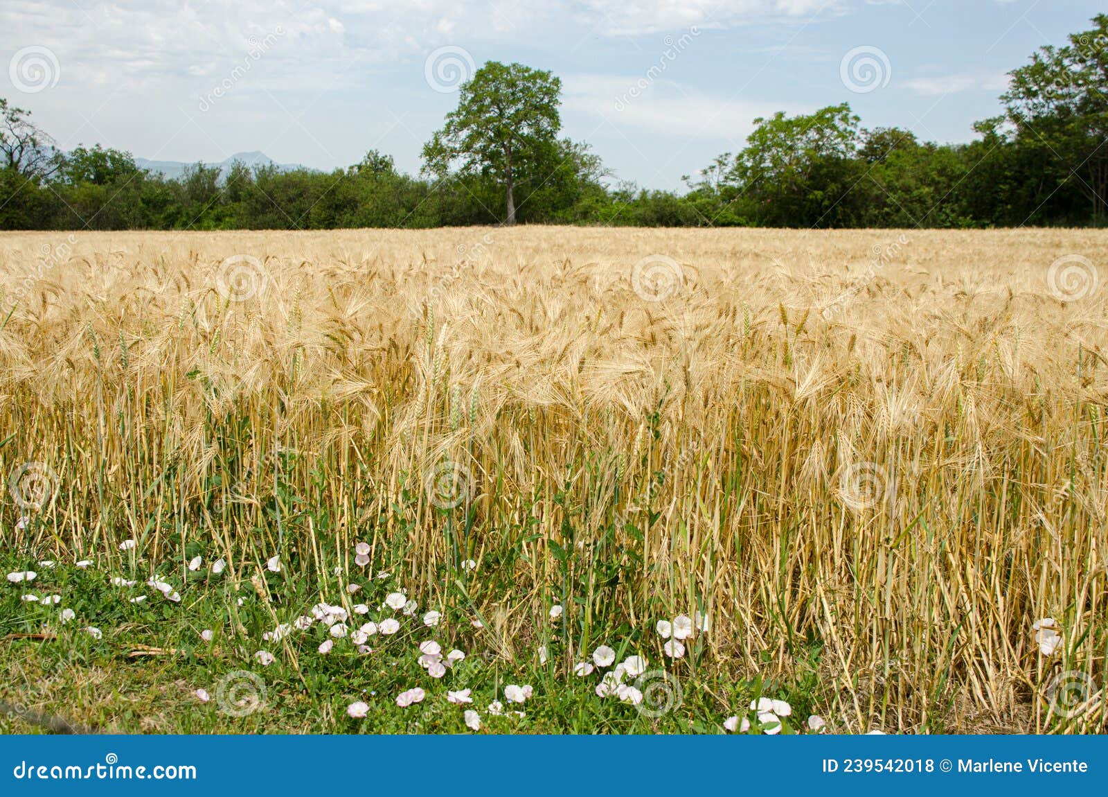 agricultural fields with cereal crops