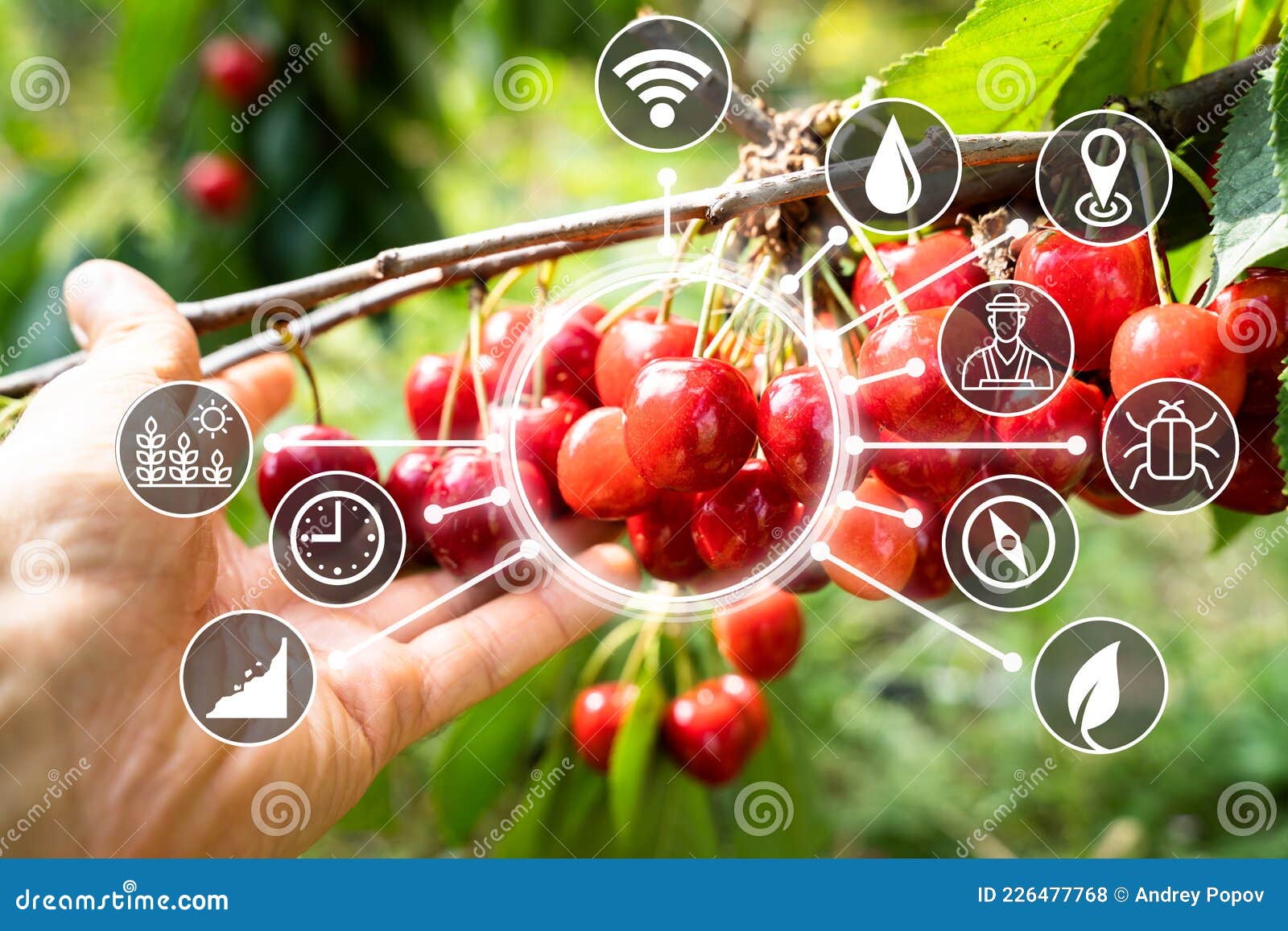 Agricultural Fruits Technology. Precision Farming System Stock Photo