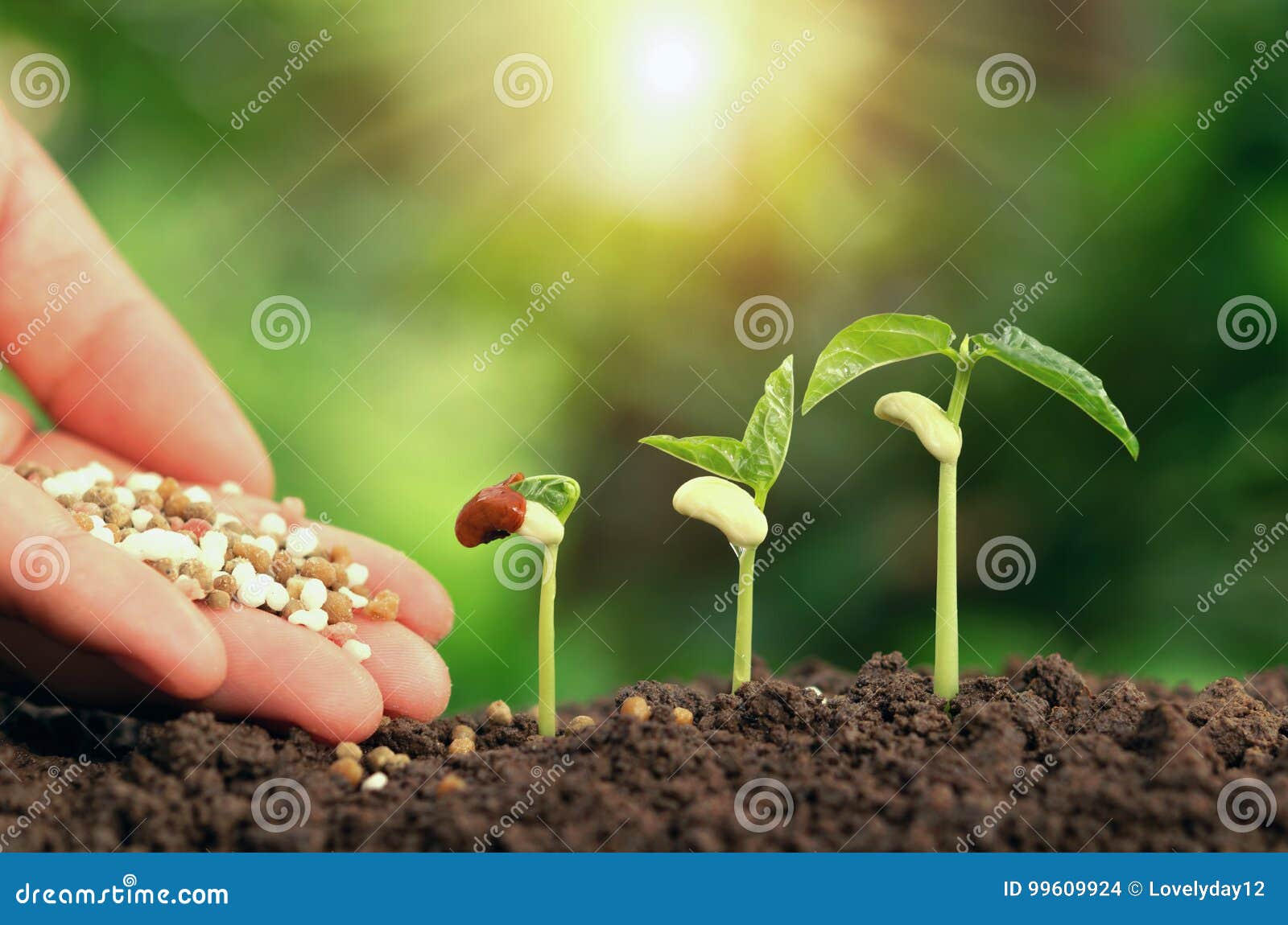 agricultural hand nurturing fertilizer plant growing step on soil in garden