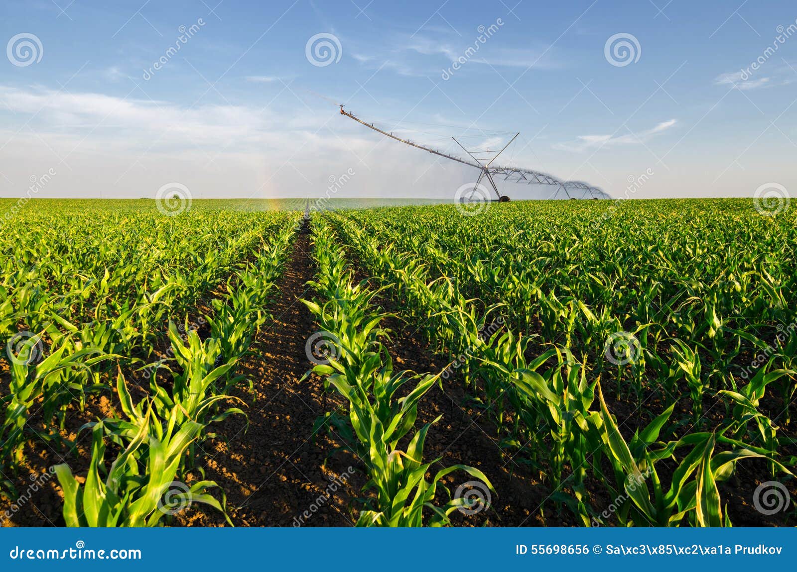 agricultural irrigation system watering corn field on sunny summer day