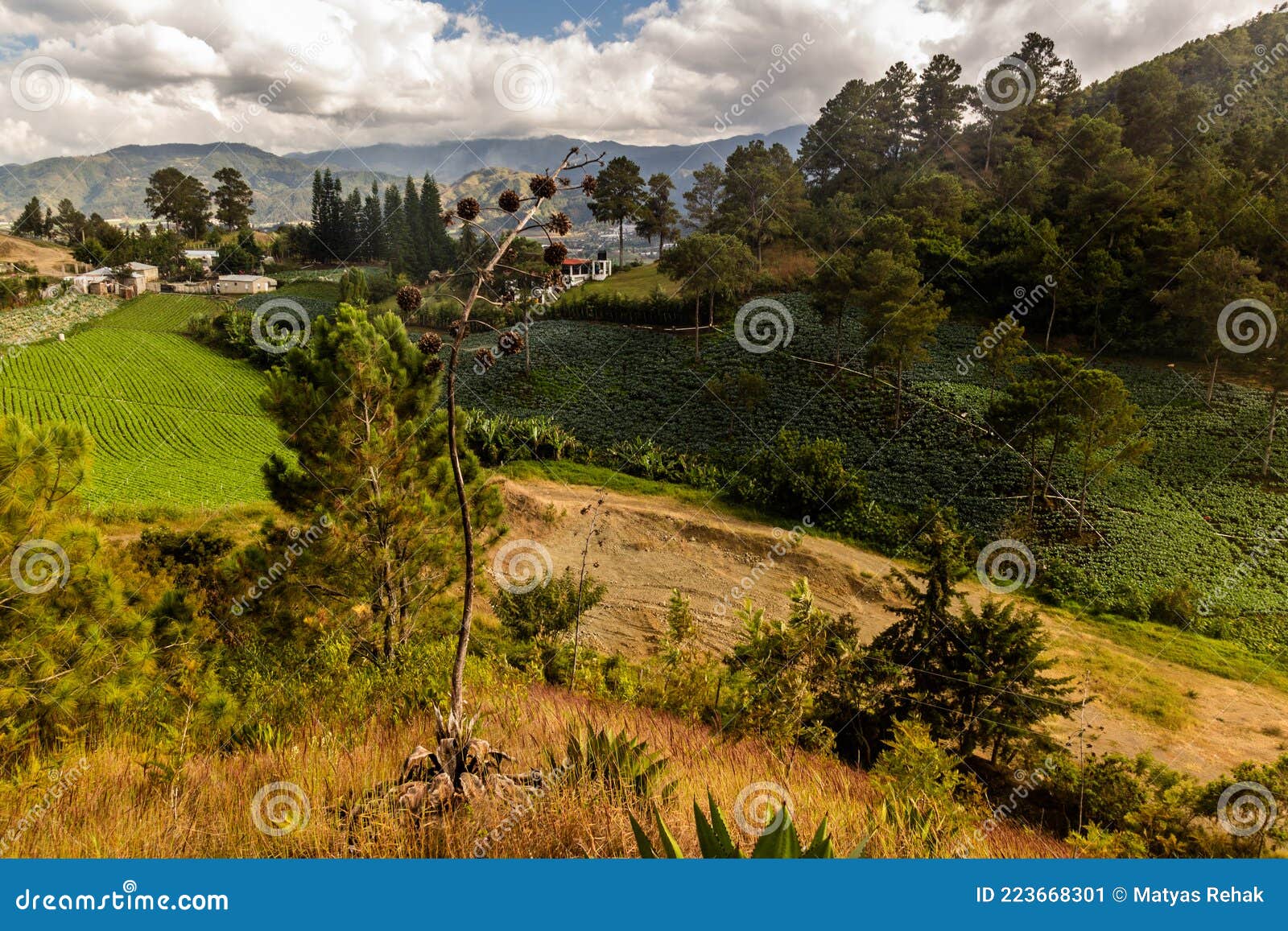 agricultural landscape near constanza, dominican republ