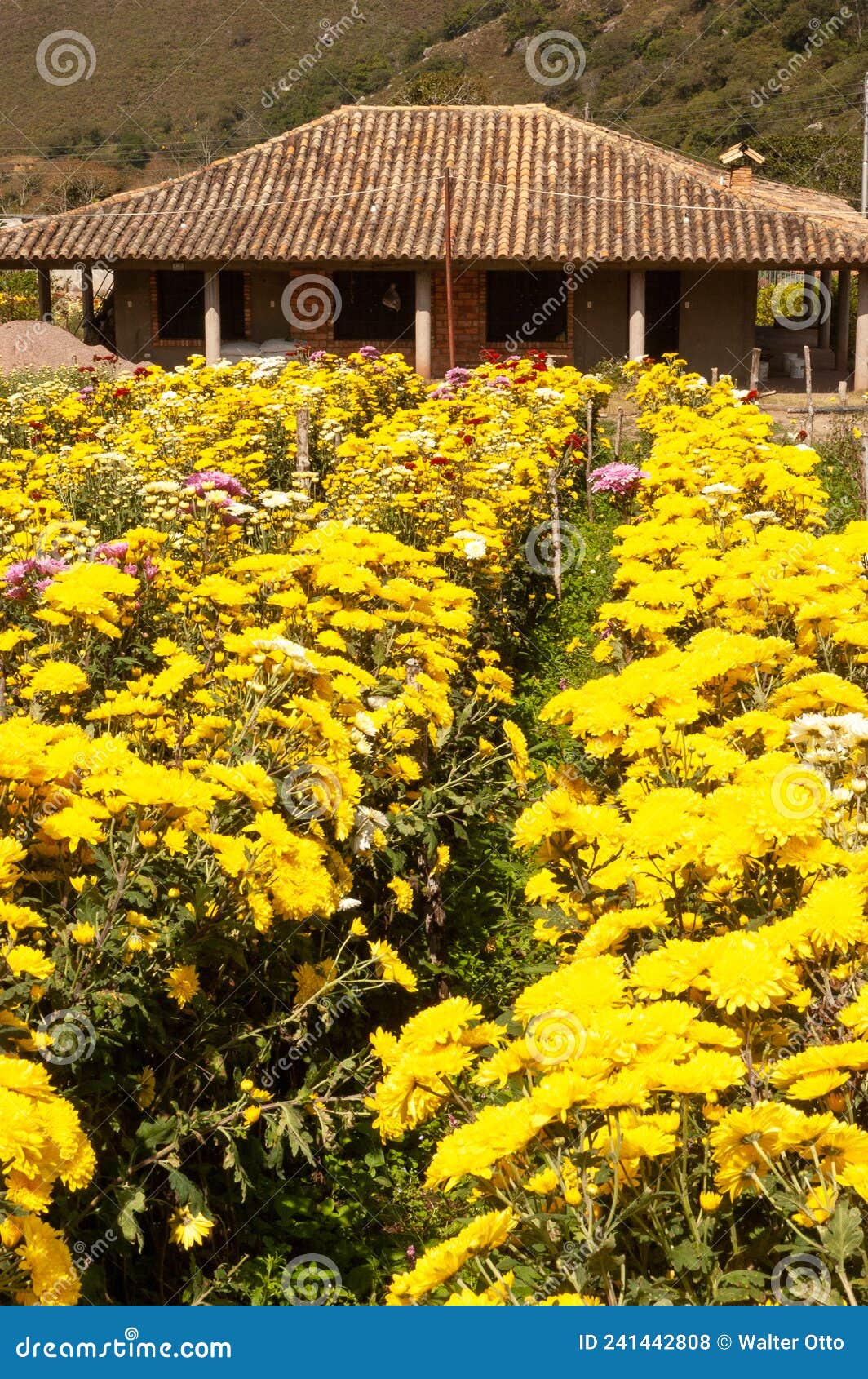 agricultural production of flowers en los andes south america
