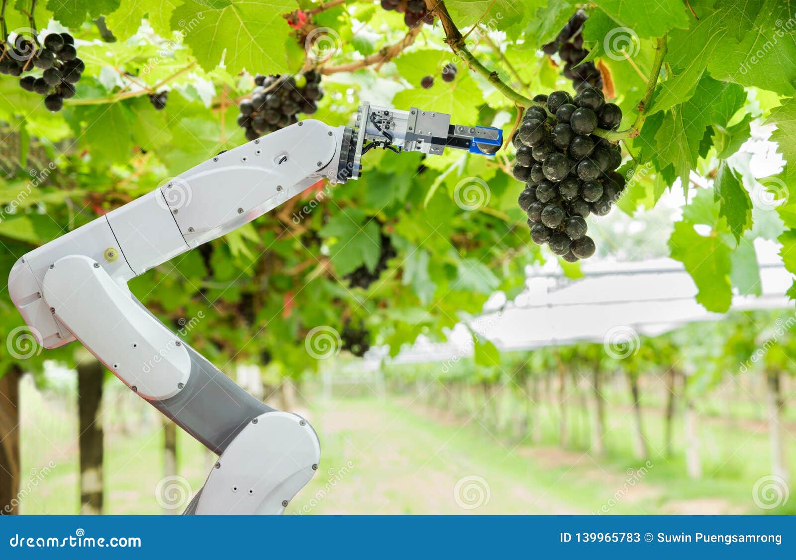 agricultural robot assistant harvesting grapes to analyze the grape growth, smart farm concept