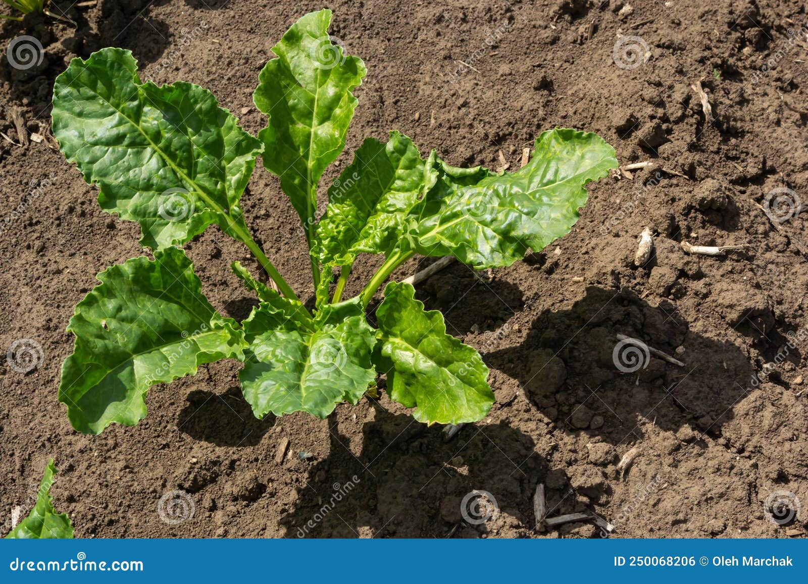 Agricultural Scenery of of Sweet Sugar Beet Field. Sugar Beets are