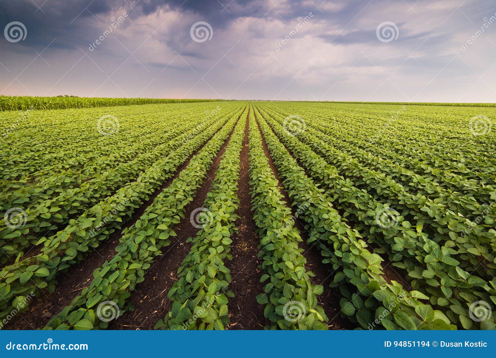 agricultural soy plantation on sunny day - green growing soybea