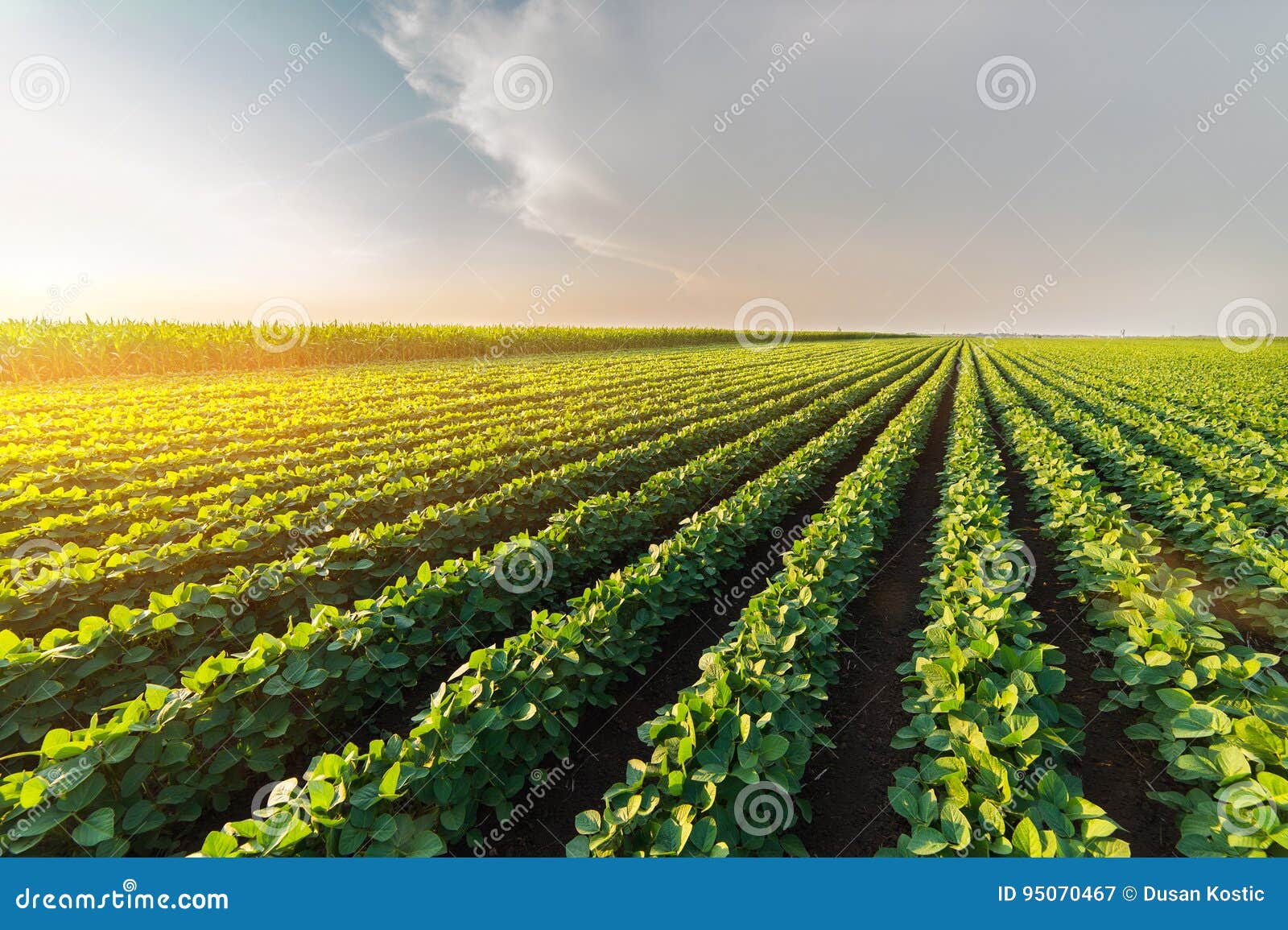 agricultural soy plantation on sunny day - green growing soybea