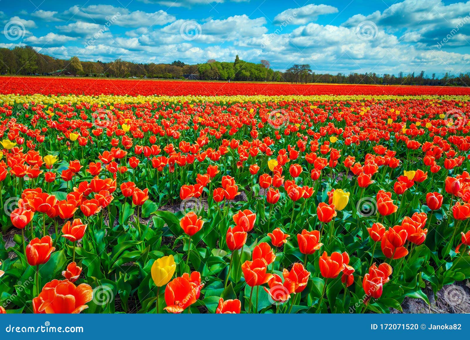 Agricultural Spring Landscape With Fresh Colorful Tulip Fields In