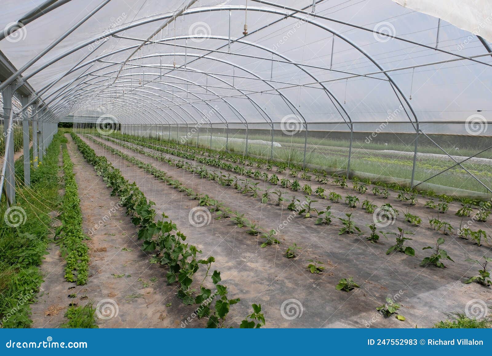 Vegetables Growing in a Greenhouse in Morbihan Stock Image - Image of