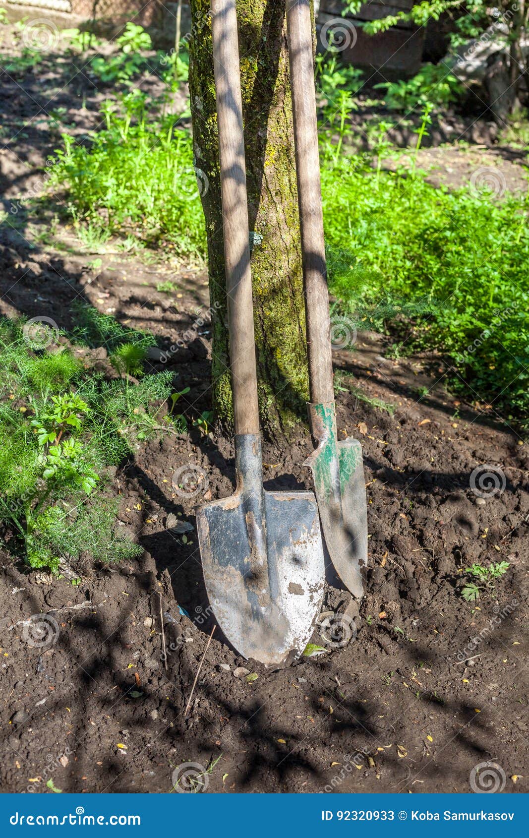 Agricultural Weapon is Tied To a Tree, Shovel Stock Image Image of coriander, weapon 92320933