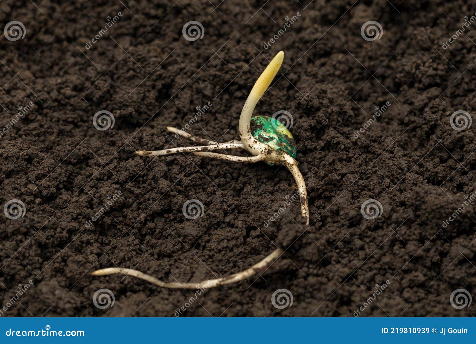 closeup of corn seed germination in soil of cornfield