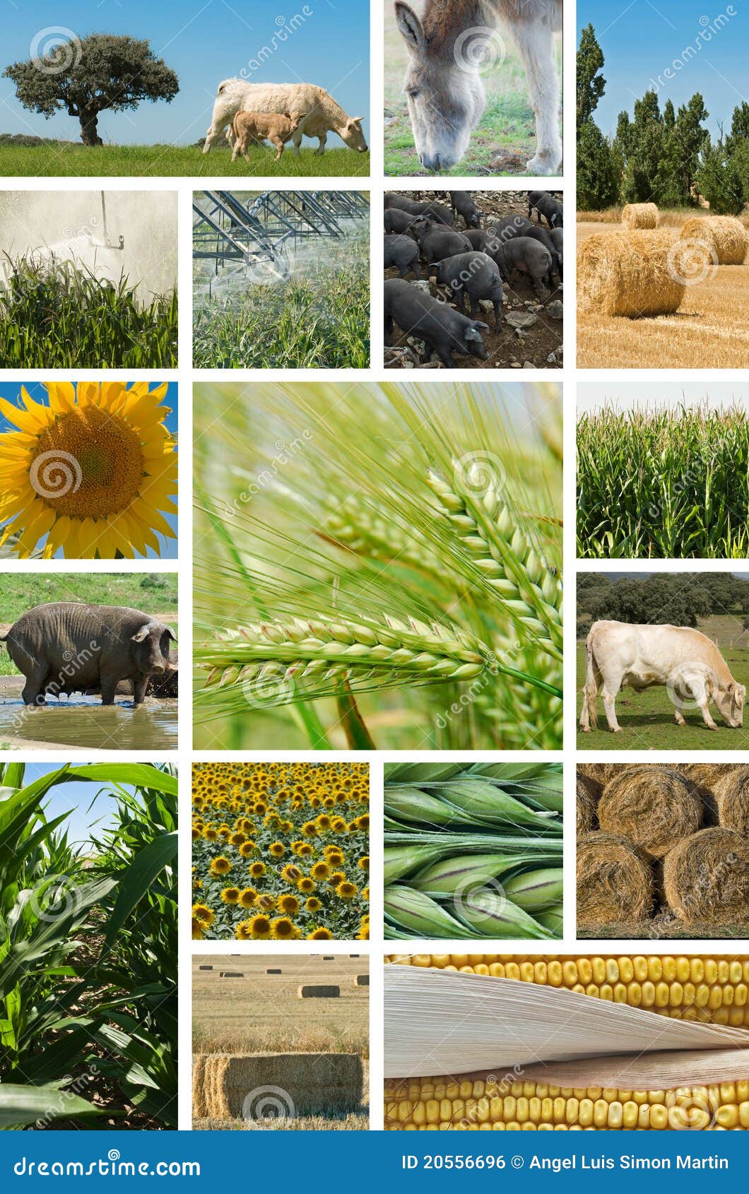 Agriculture and Animal Husbandry. Stock Photo - Image of environment,  industry: 20556696