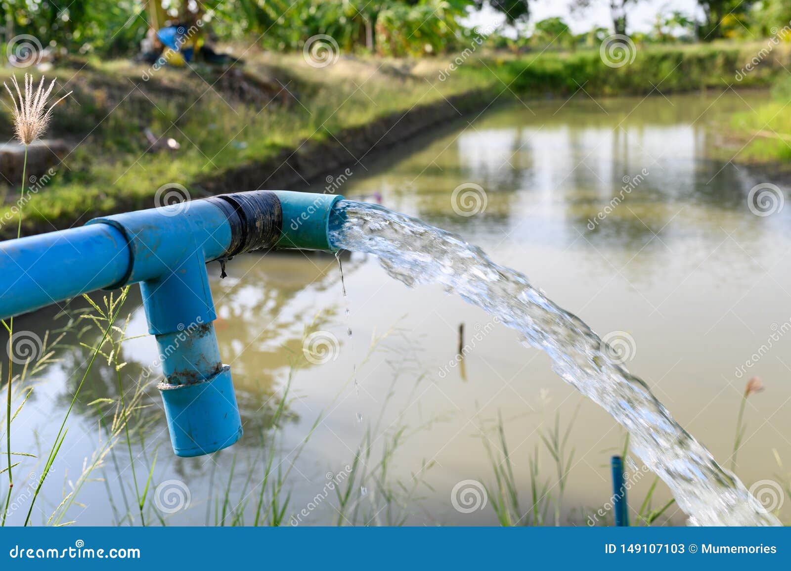 Agriculture Blue Pipe with Groundwater Gushing Stock Image Image of