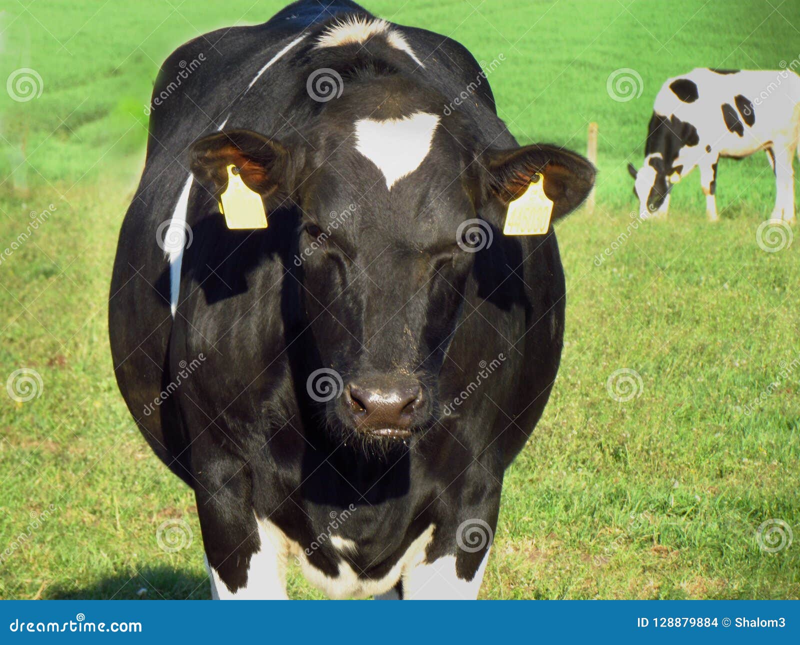 Agriculture Cattle Breeding Black And White Spotted Cow On The