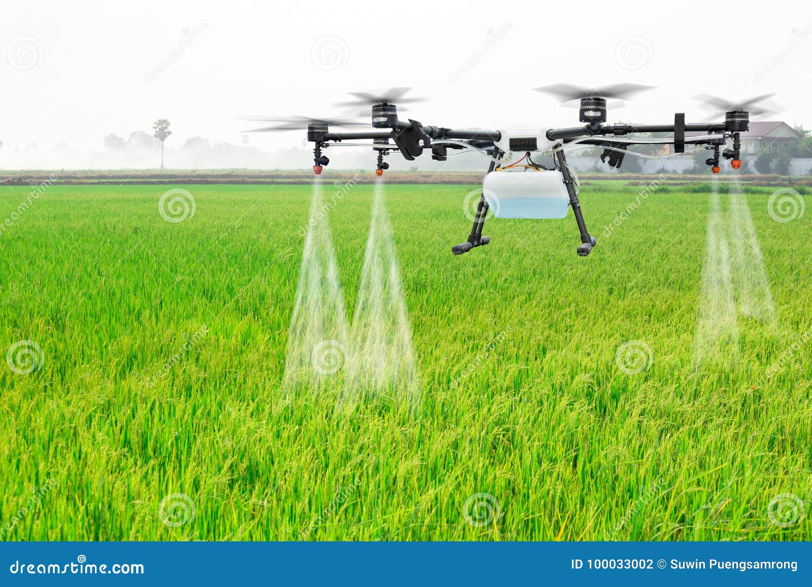 agriculture drone fly to sprayed fertilizer on the rice fields