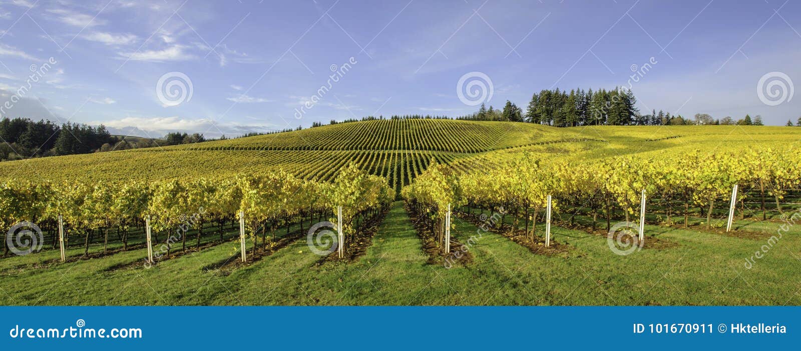 agriculture and fall colors of oregon vineyards