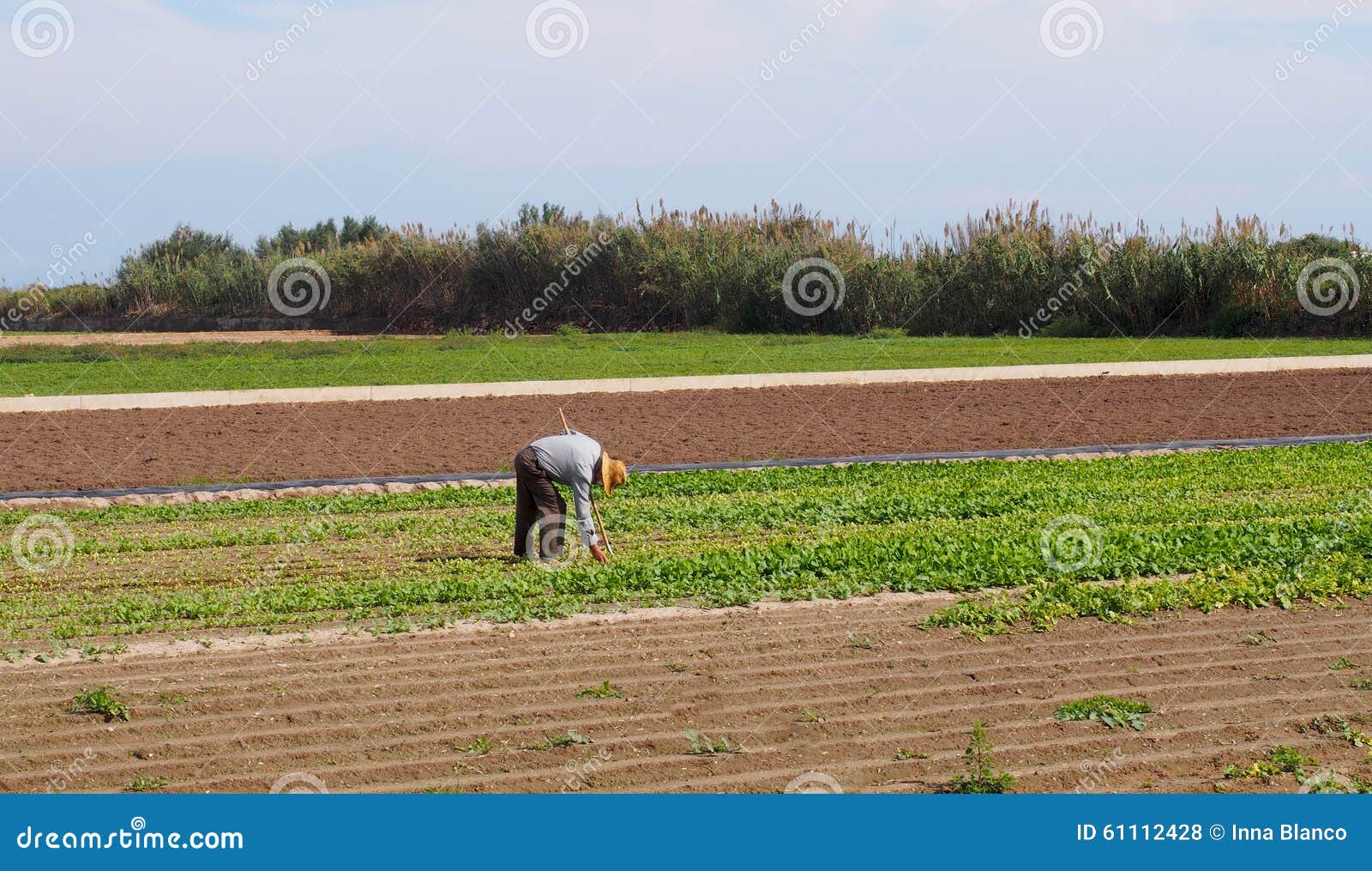 Agriculture Farmer Working in the Field Stock Photo Image of cereal
