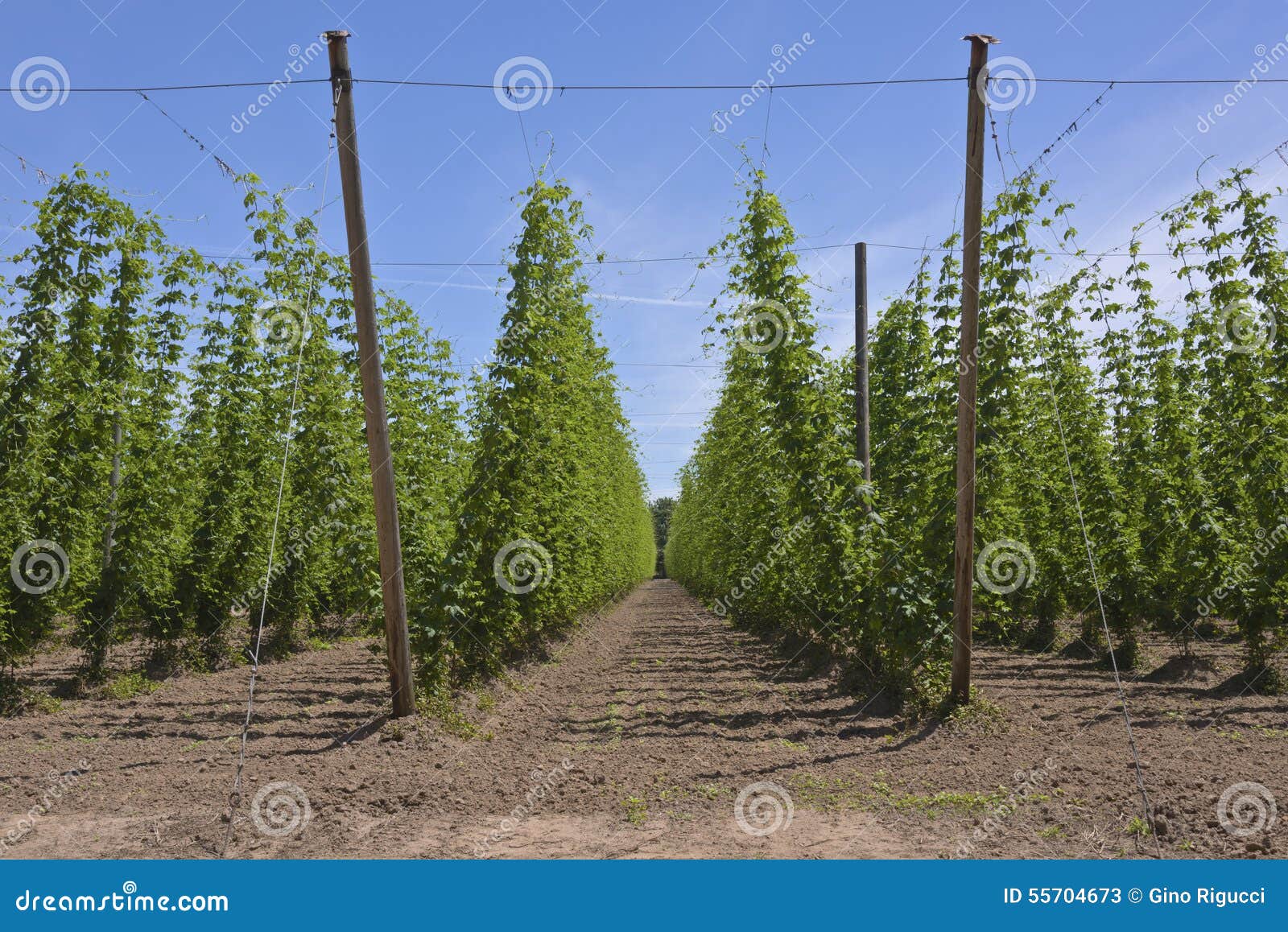 Agriculture and Farming of Hops in Oregon. Stock Image Image of