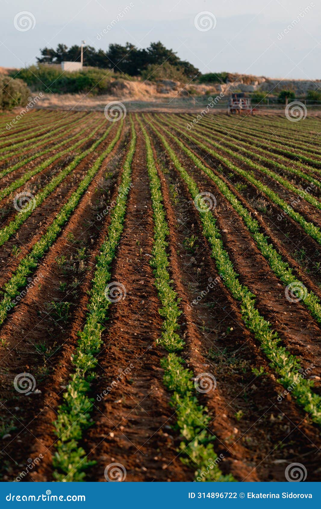 agriculture and farming - leguminous plant plantation in the field