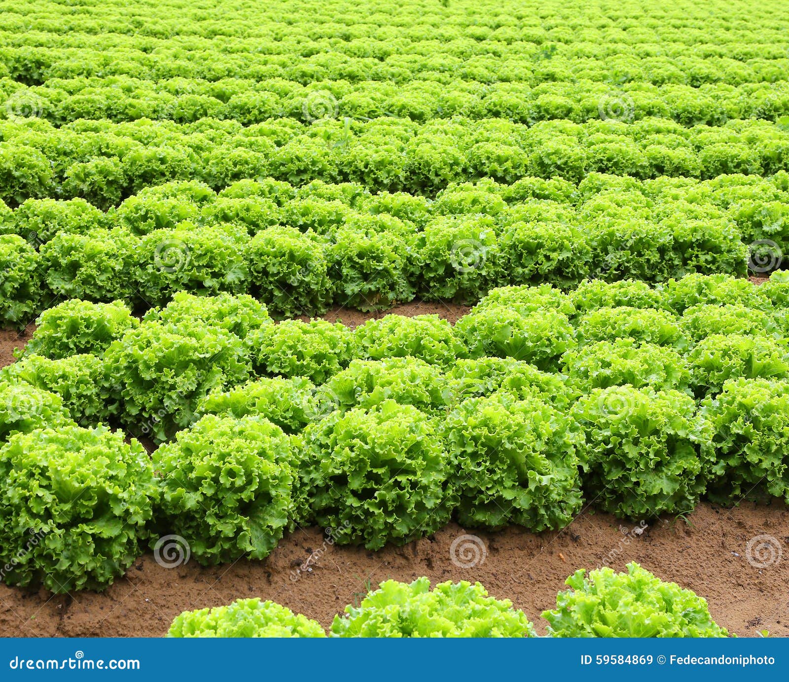 Agriculture Field of Green Lettuce Stock Image Image of plain