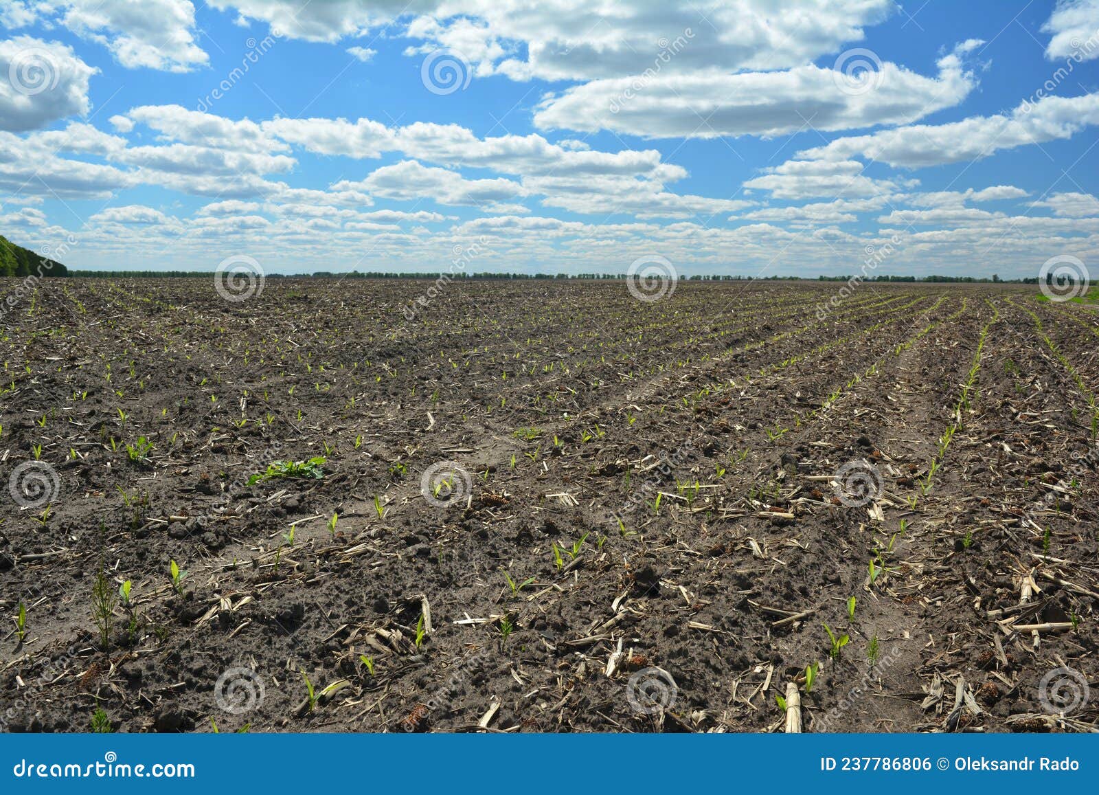 Agriculture Field Landscape with First Corn Sprouts. Corn Growth and