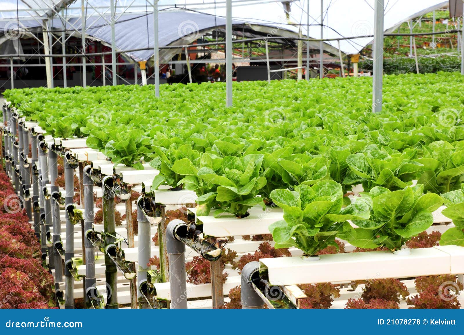 agriculture - hydroponic vegetable farm