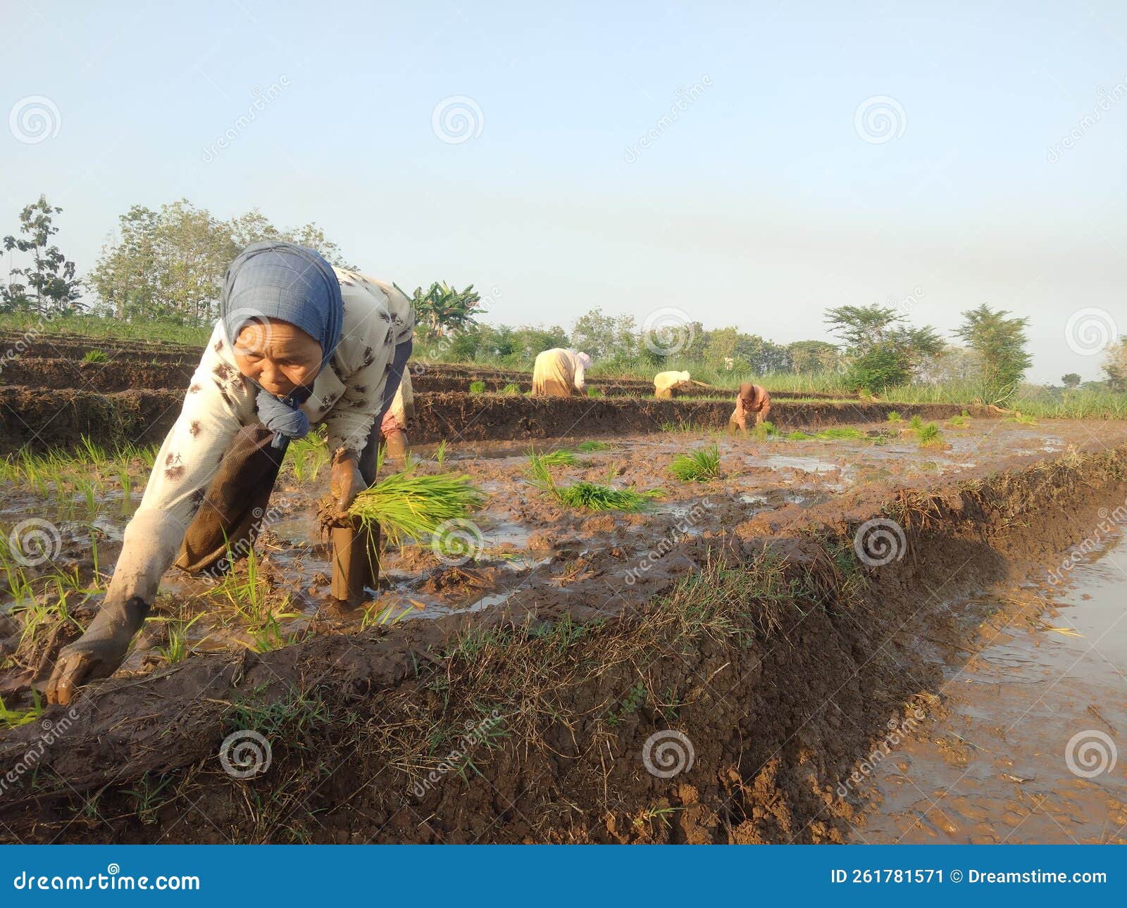 Agriculture in Indonesia Farming Editorial Photo Image of tourism