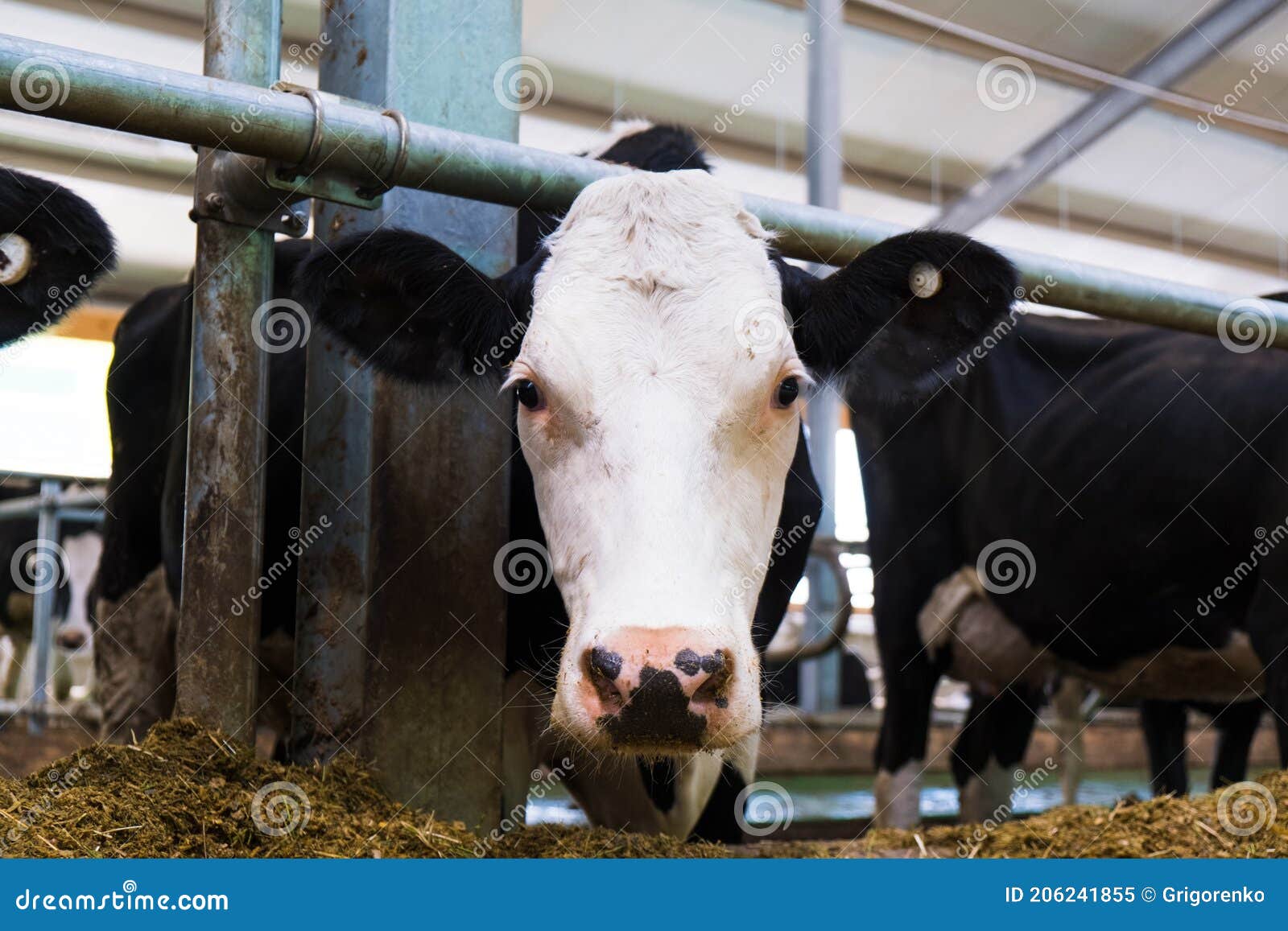 Herd Of Cows Eating Hay In Cowshed On Dairy Farm Stock Image Image Of Domestic Rural 206241855