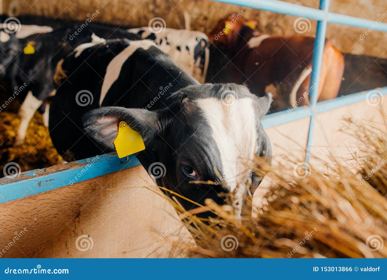 Cow eating hay in barn stock photo. Image of farm, groomed - 153013866