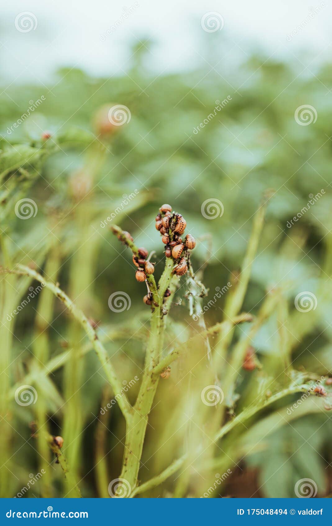 close up view of colorado bettle on poptato leaves