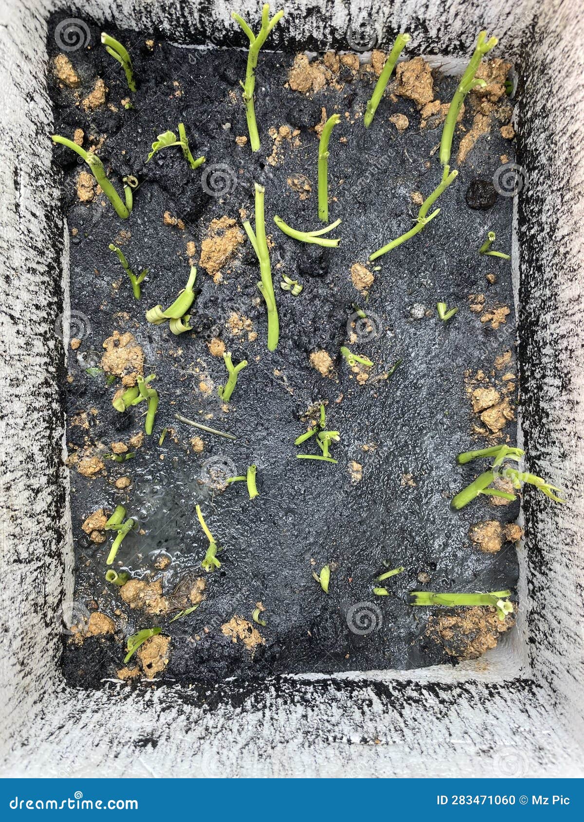 Agriculture Plant Seeding Inside Polystyrene Stock Photo Image of