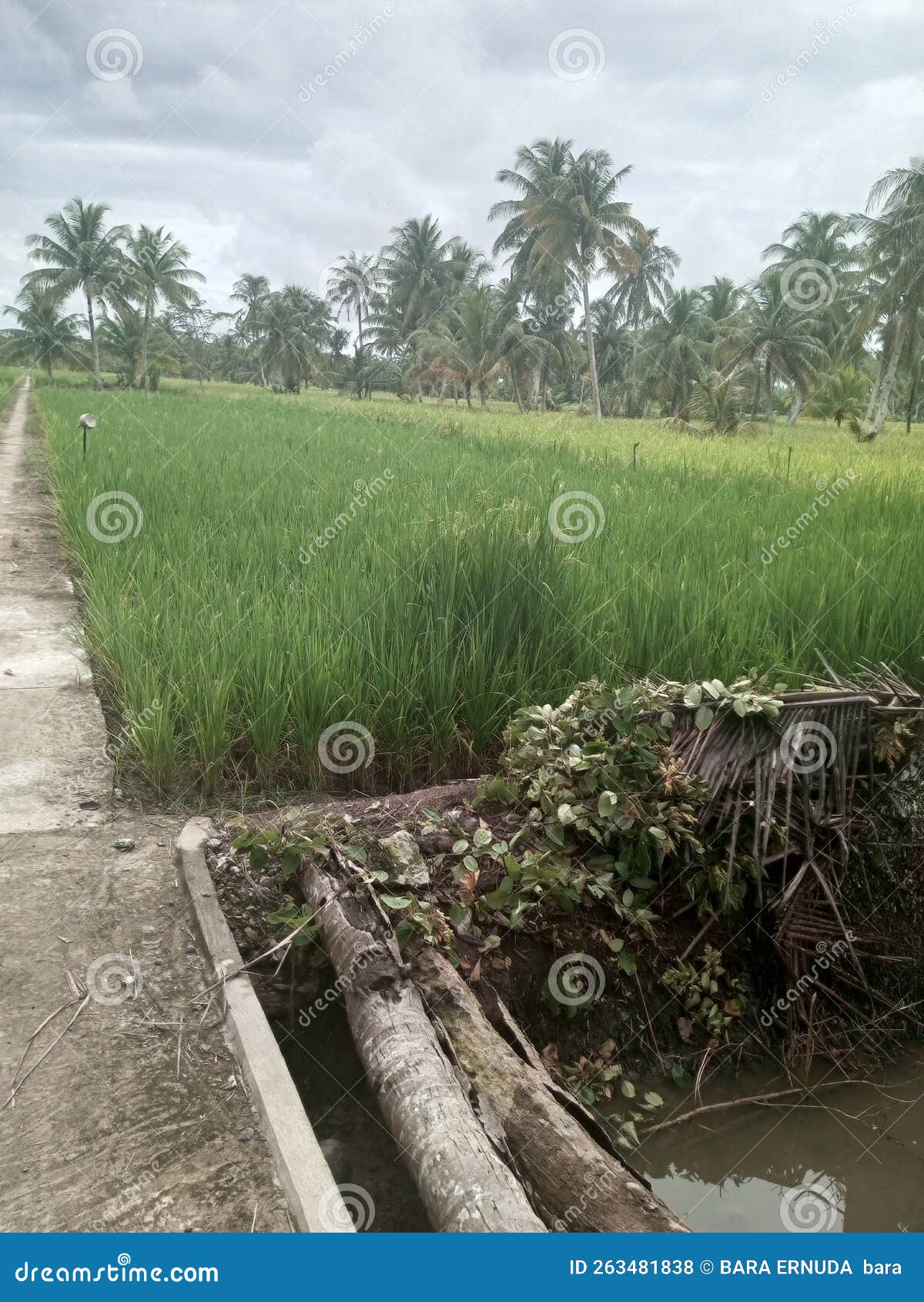 Agriculture and Plantations in the Village Stock Photo Image of grass