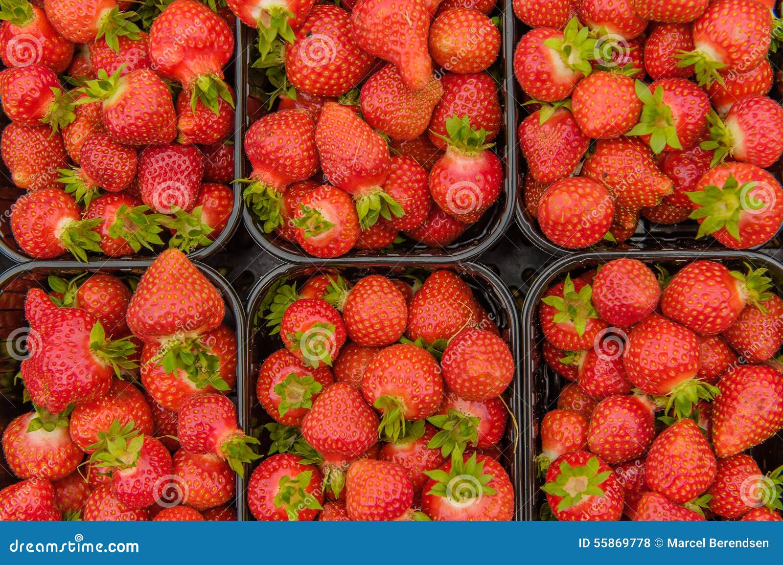 Agriculture Strawberries stock photo. Image of plastic 55869778