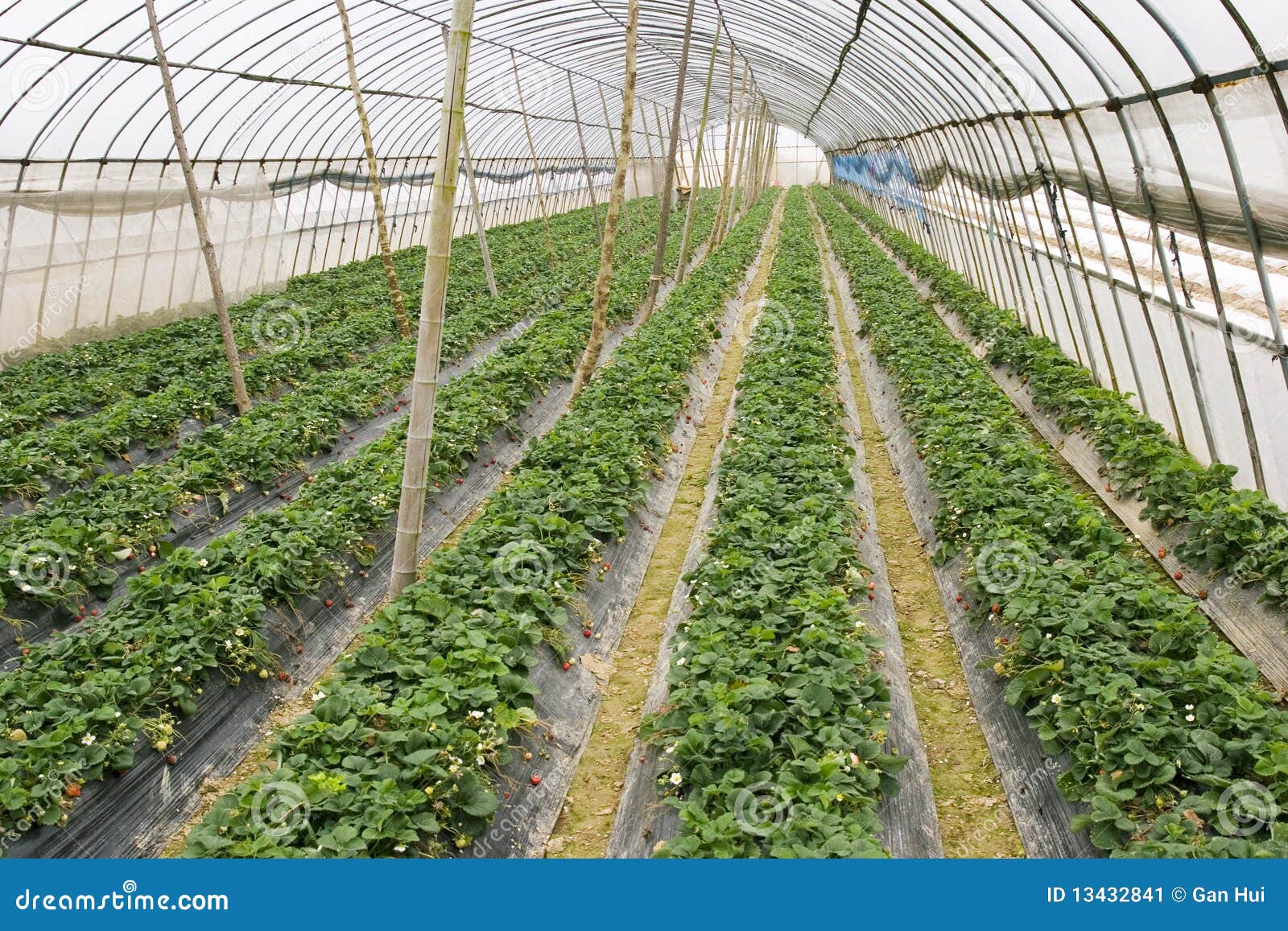 Agriculture tent farm stock image. Image of factory, fertile 13432841