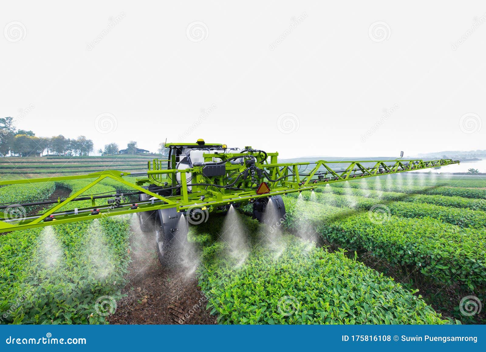 agriculture tractor spraying fertilizer on green tea fields, technology smart farm concept