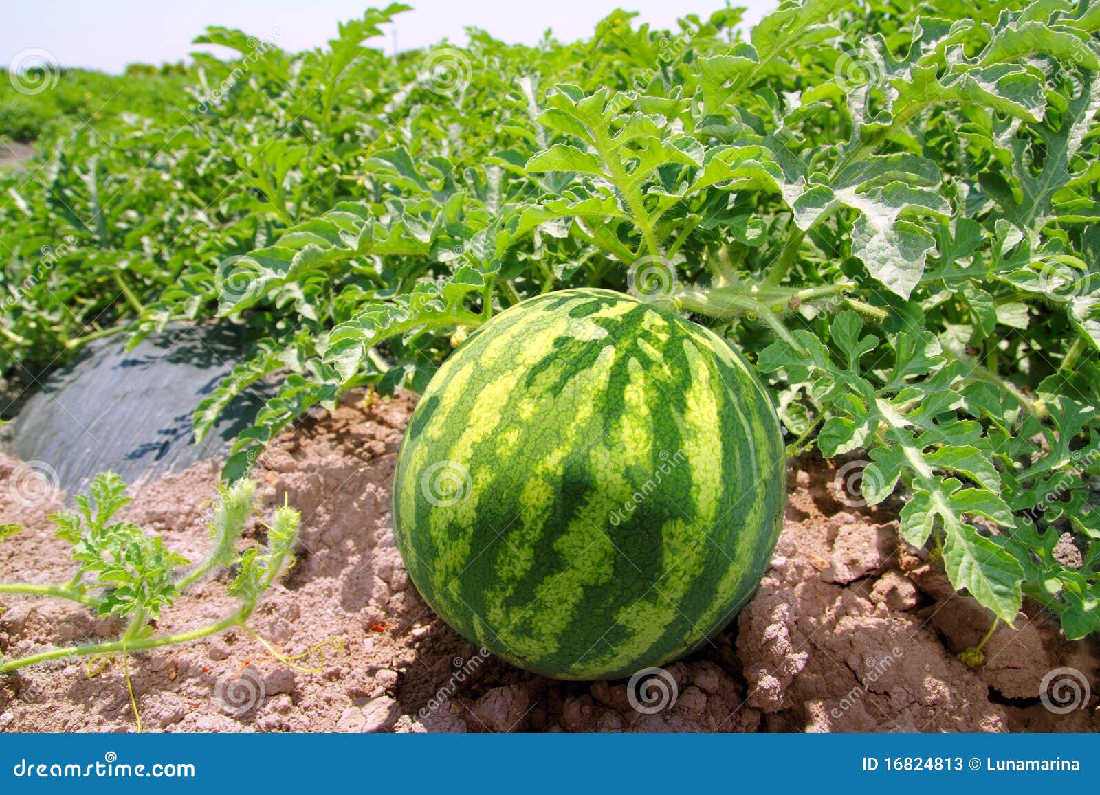 Agriculture Watermelon Field Big Fruit Water Melon Stock Image Image