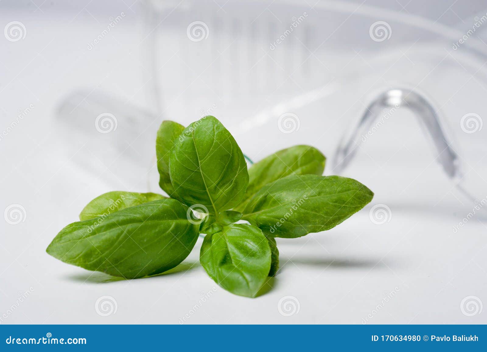 Agrolaboratory, Research of Plants Basil Stock Photo Image of