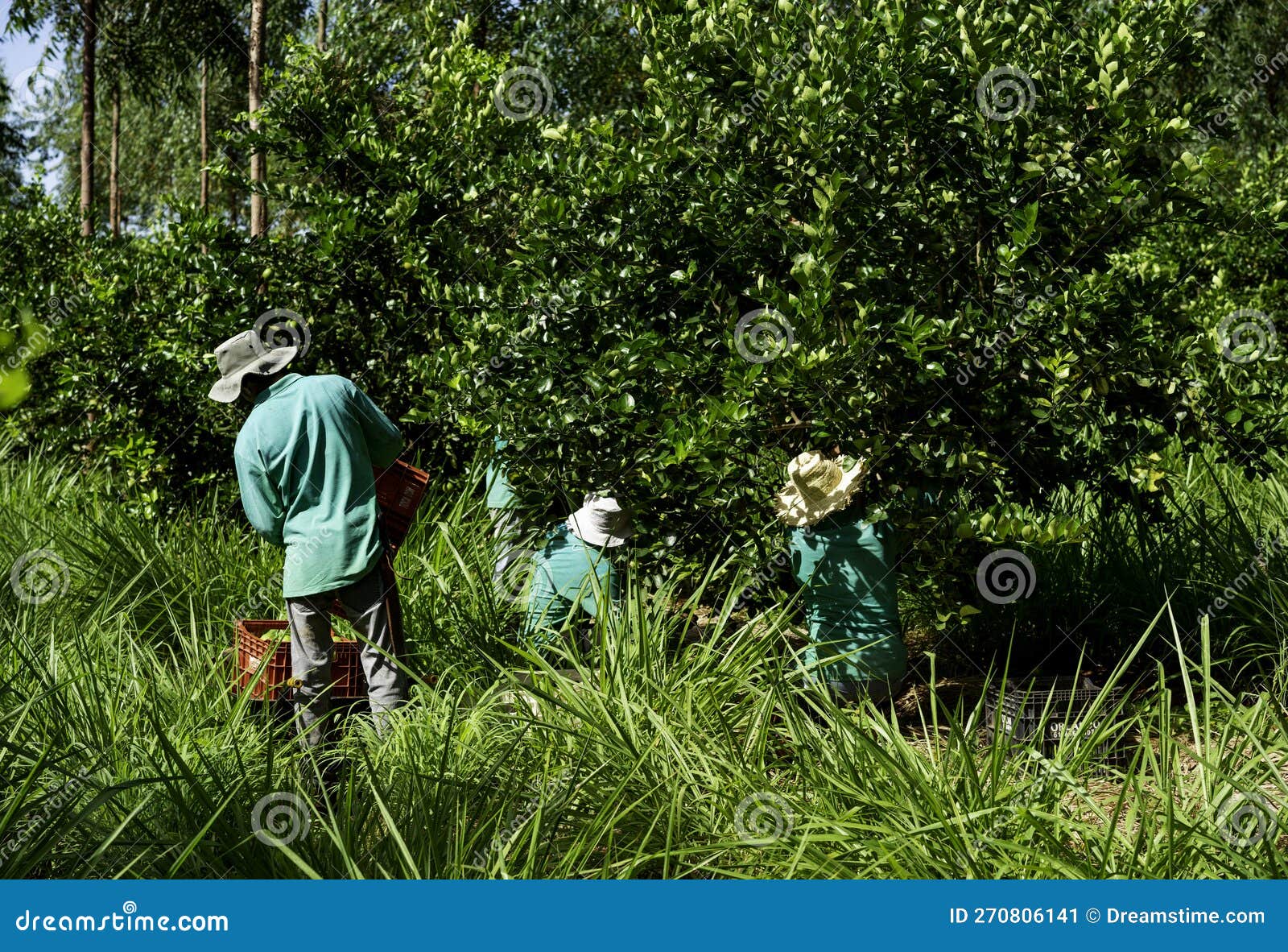 Agroforestry System, Men Picking Limes on a Plantation Stock Image