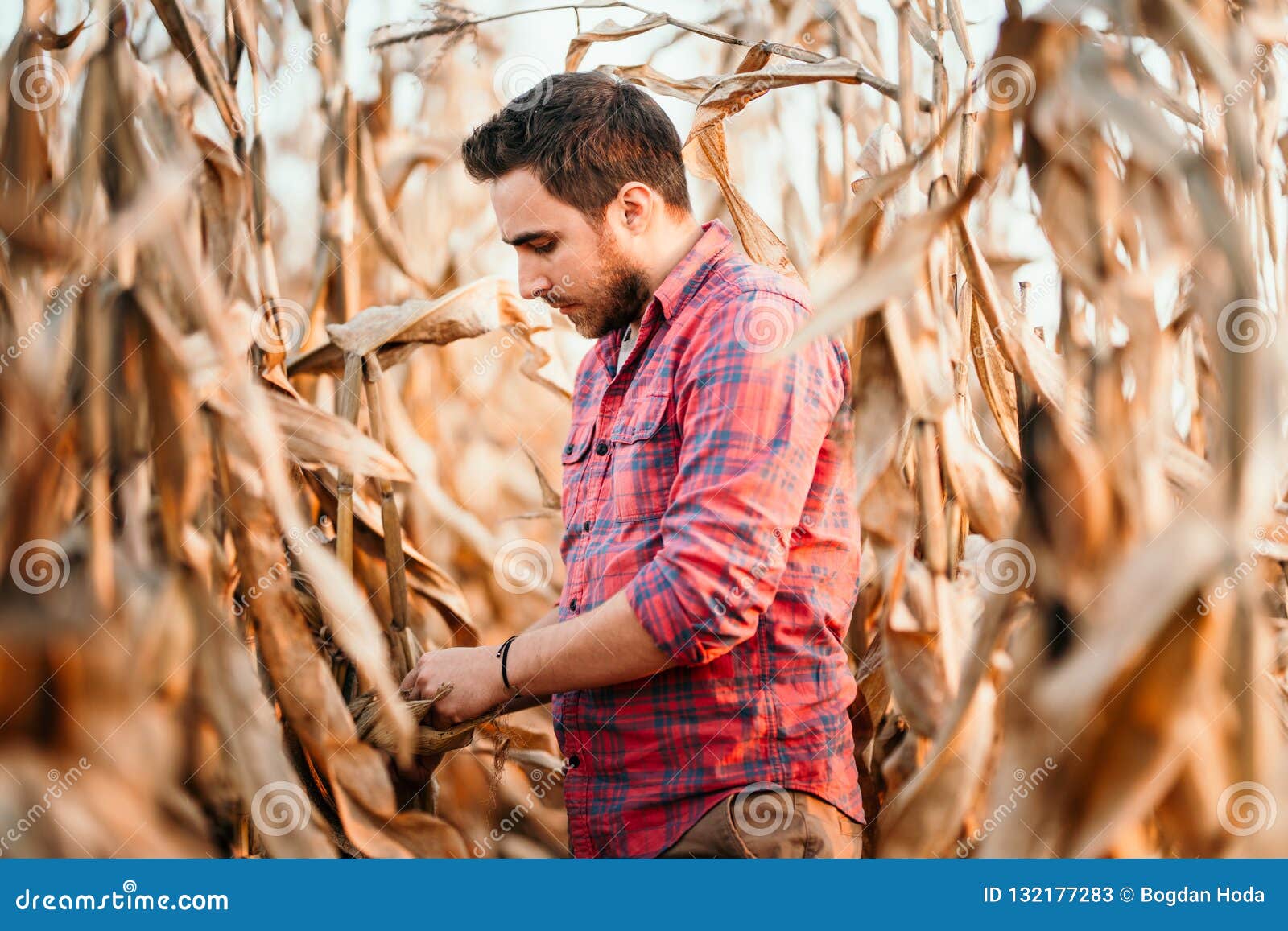 agronomist checking corn if ready for harvest. portrait of farmer